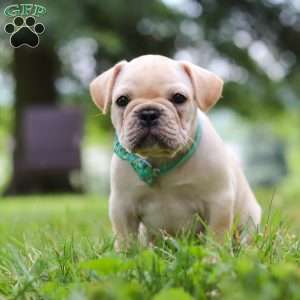 Watson, French Bulldog Puppy