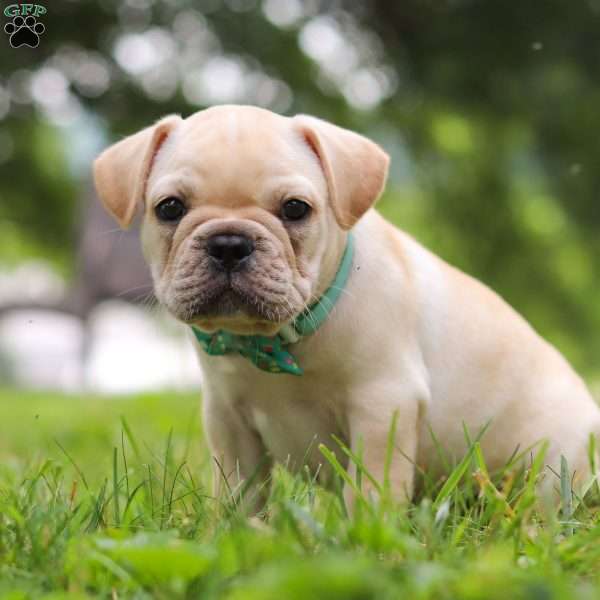 Watson, French Bulldog Puppy