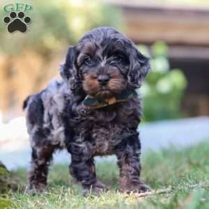 Watson, Cockapoo Puppy