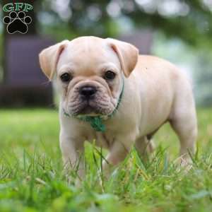 Watson, French Bulldog Puppy