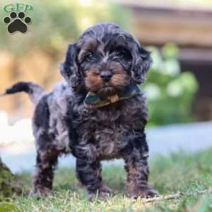 Watson, Cockapoo Puppy