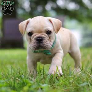 Watson, French Bulldog Puppy