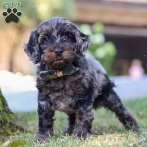 Watson, Cockapoo Puppy