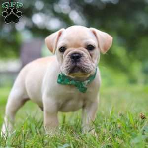 Watson, French Bulldog Puppy