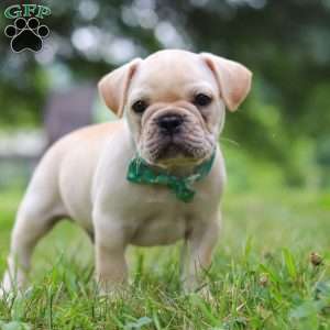 Watson, French Bulldog Puppy
