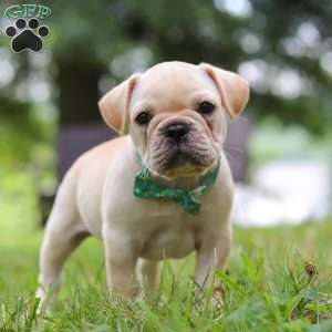 Watson, French Bulldog Puppy
