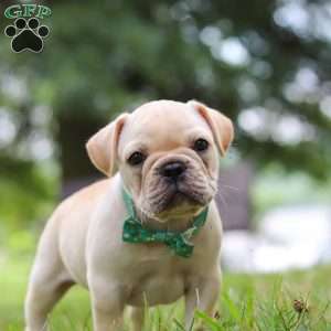 Watson, French Bulldog Puppy