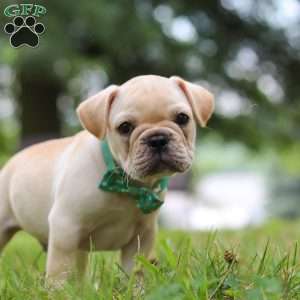 Watson, French Bulldog Puppy