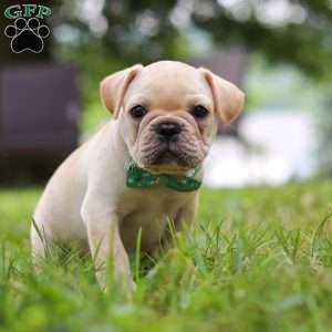 Watson, French Bulldog Puppy