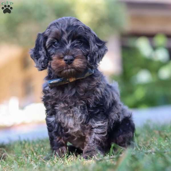 Watson, Cockapoo Puppy