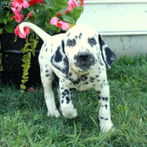 Waverly, Dalmatian Puppy