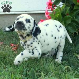 Waverly, Dalmatian Puppy