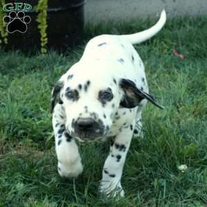 Waverly, Dalmatian Puppy