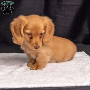 Wendy, Dachshund Puppy