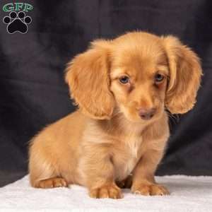 Wendy, Dachshund Puppy