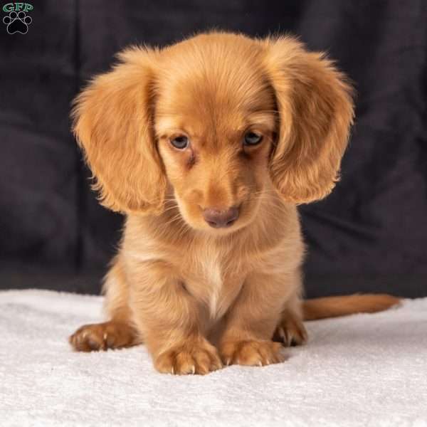 Wendy, Dachshund Puppy