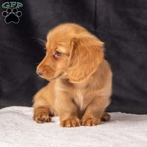 Wendy, Dachshund Puppy
