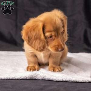 Wendy, Dachshund Puppy