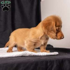Wendy, Dachshund Puppy