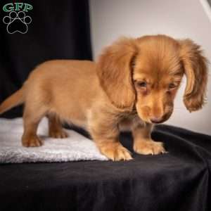 Wendy, Dachshund Puppy