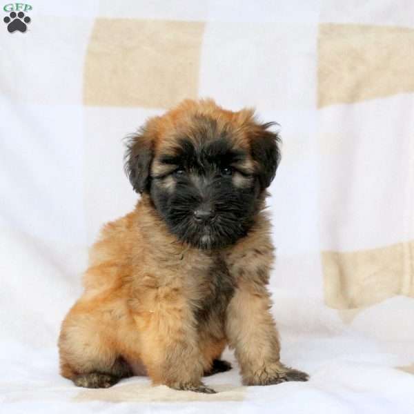 Wendy, Soft Coated Wheaten Terrier Puppy