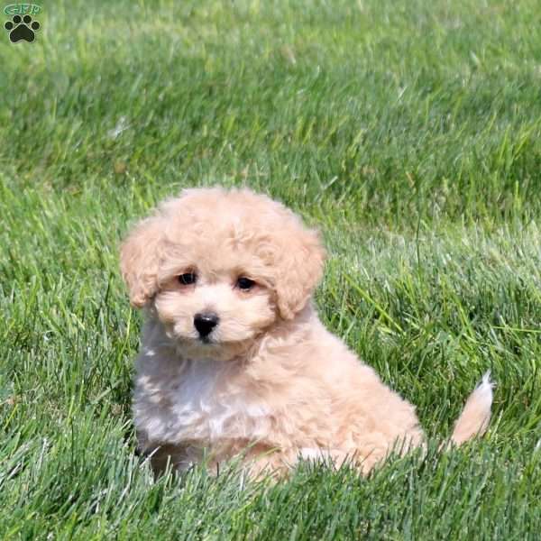 Wendy, Bich-Poo Puppy
