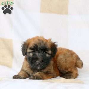 Wendy, Soft Coated Wheaten Terrier Puppy