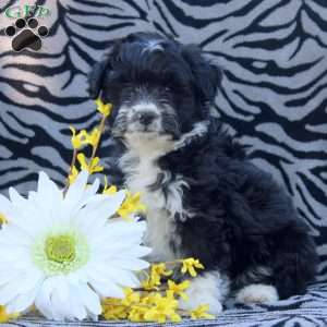 Wendy, Mini Aussiedoodle Puppy