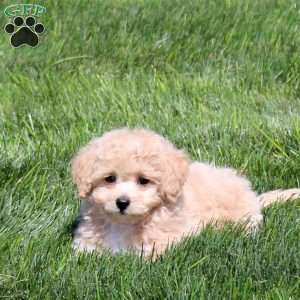 Wendy, Bich-Poo Puppy