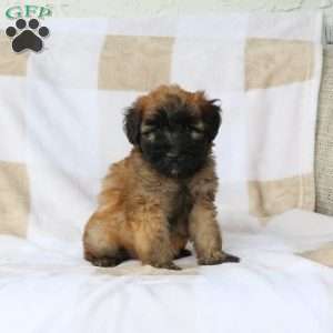 Wendy, Soft Coated Wheaten Terrier Puppy
