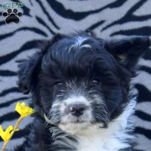 Wendy, Mini Aussiedoodle Puppy