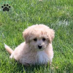Wendy, Bich-Poo Puppy