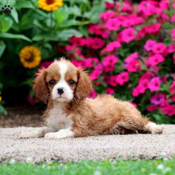 Wendy, Cavalier King Charles Spaniel Puppy