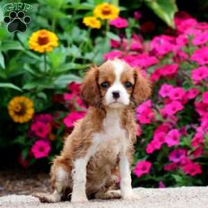 Wendy, Cavalier King Charles Spaniel Puppy