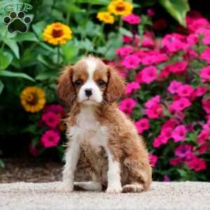 Wendy, Cavalier King Charles Spaniel Puppy