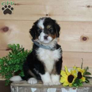 Wendy’s, Bernedoodle Puppy