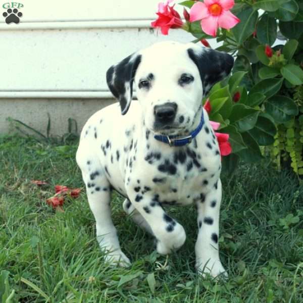 Wesley, Dalmatian Puppy