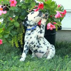 Wesley, Dalmatian Puppy