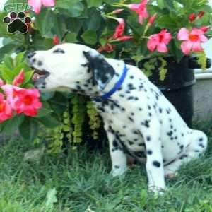 Wesley, Dalmatian Puppy