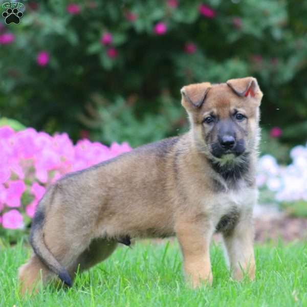 Wesley, German Shepherd Puppy