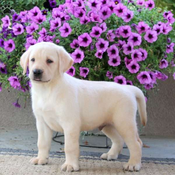 Wesley, Yellow Labrador Retriever Puppy
