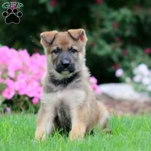 Wesley, German Shepherd Puppy