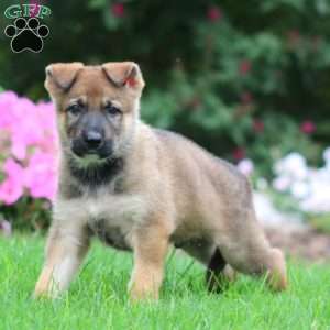 Wesley, German Shepherd Puppy