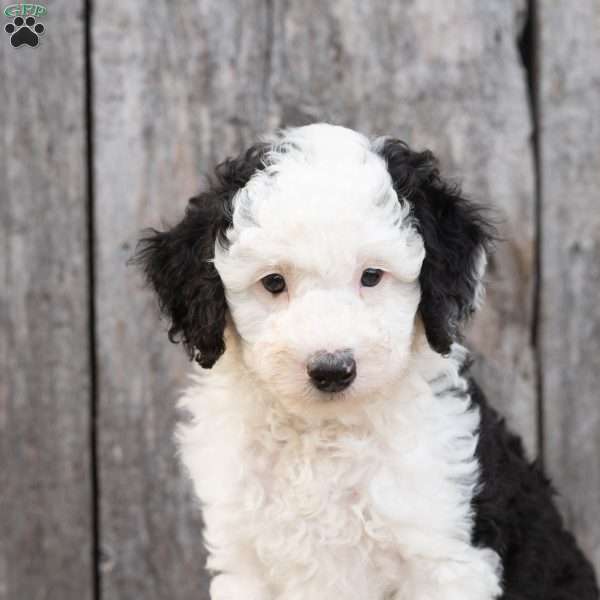 Weston, Mini Sheepadoodle Puppy