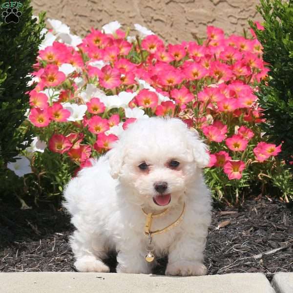 Weston, Bichon Frise Puppy
