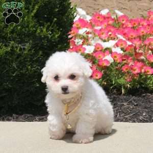 Weston, Bichon Frise Puppy
