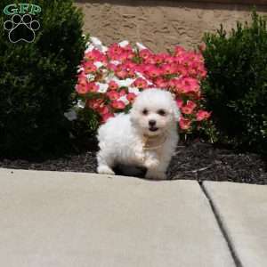 Weston, Bichon Frise Puppy