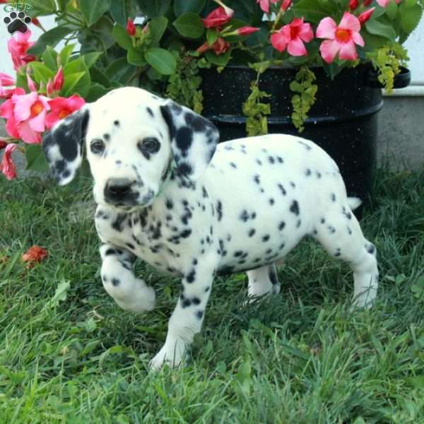 Wheeler, Dalmatian Puppy