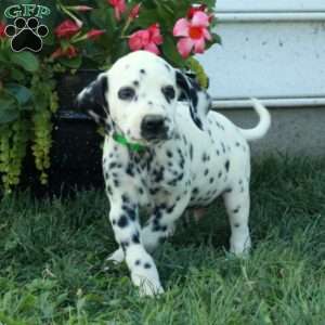 Wheeler, Dalmatian Puppy