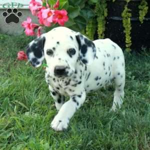 Wheeler, Dalmatian Puppy